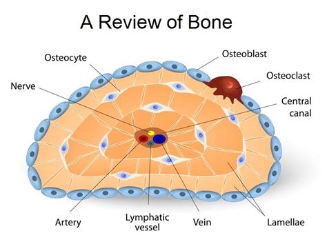 The Possibilities Of Tissue Engineering For Bone Regeneration Using