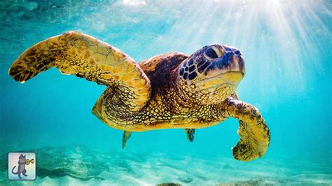 Giant Sea Turtles Stunning Underwater Scenery And Relaxing Music • 12