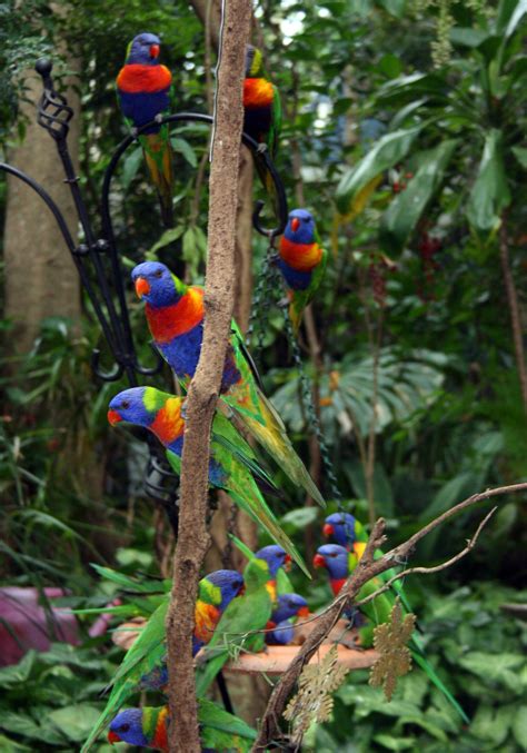 Rainbow Lorikeets In Australian Backyard These Beautiful Birds Visit
