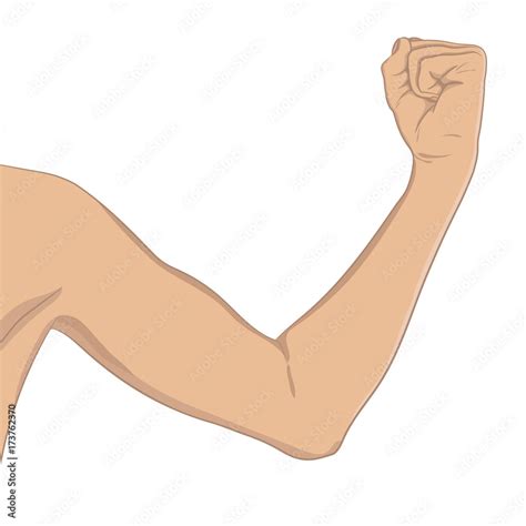 vetor de female biceps well toned elbow bent arm showing progress after fitness vector