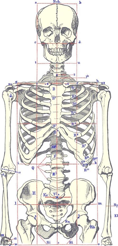 Proportion Of Skeleton пропорции скелета Body Proportion Pinterest