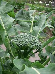 May 25, 2020 · also to know is, does broccoli produce more than one head per plant? Fertilizing and Watering Broccoli Plants