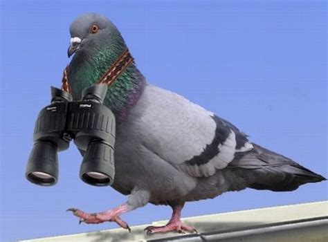 Funny Pigeon Pictures
