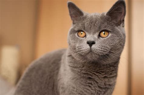 28 Best Images Golden British Shorthair Cat Buy British Shorthair Cat