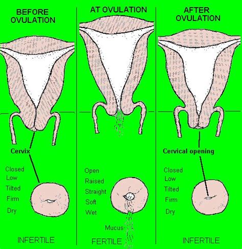 Cervical Position Pregnancy Fertility Articles