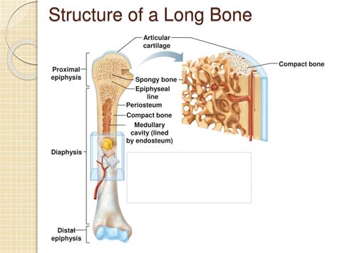 Compact bone consists of cylindrical the endosteum covers the trabeculae that fill the inside of the bone. PPT - The Skeletal System (Bones and Joints) PowerPoint ...