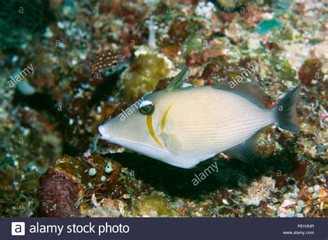 Boomerang Triggerfish Sufflamen Bursa Raja Ampat West Papua