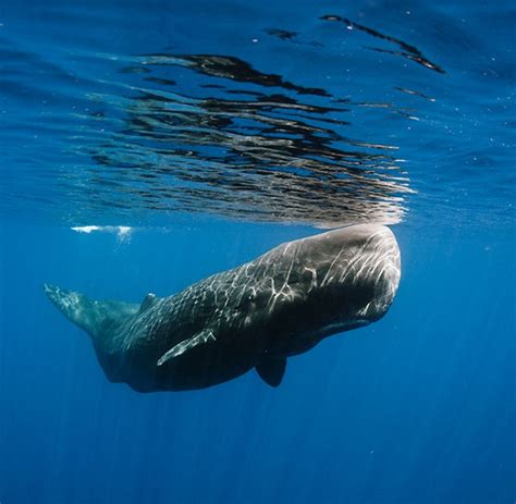 Marine Life Needs Protection From Noise Pollution Scientific American