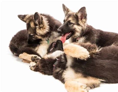 How To Train A German Shepherd Puppy Step By Step Guide World Of Dogz