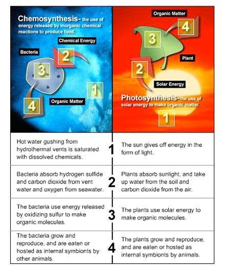 The Diagram Below Compares Examples Of These Two Processes