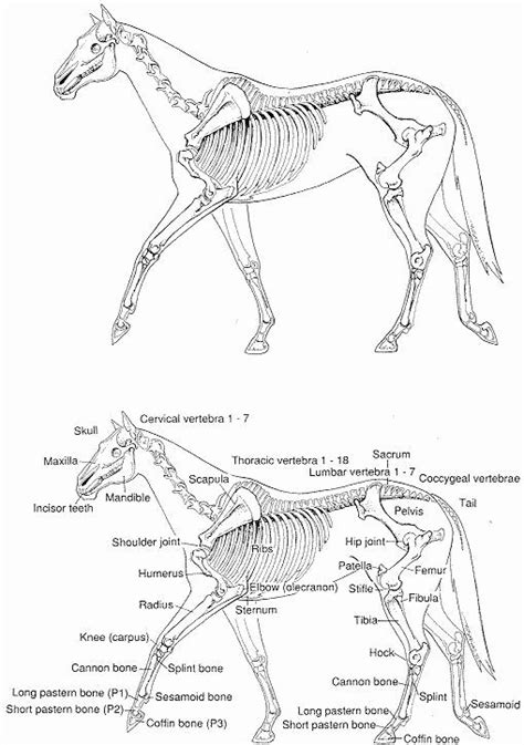 Printable Horse Anatomy Worksheets Best Of Pin On Printable Worksheet