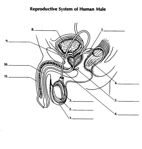 Male Reproductive System Diagram Labeled