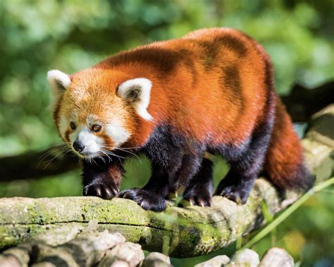 Alles Wat Je Wilt Weten Over De Rode Panda Perfect Earth