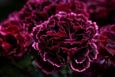 22 Popular Types Of Carnations Dianthus Flowers You Can Grow