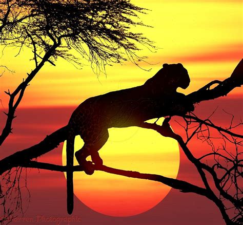 Leopard Panthera Pardus Up A Tree At Sunset Africa Ze Animal
