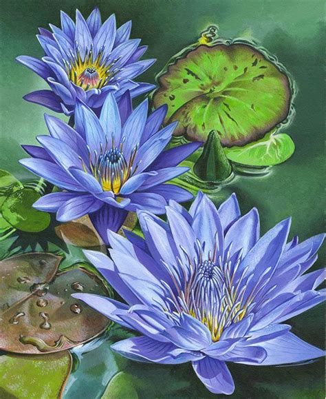 Fine art print showing a blooming lotus flower, originally created as a color. water lilies on Behance | Lilies drawing, Flower art ...