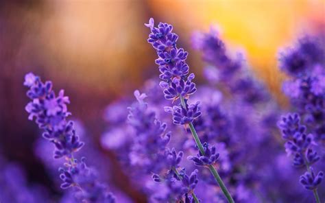 Download Wallpapers Lavender Field Flowers Spring
