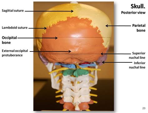 Back Of Skull Anatomy 3d Male Human Skull Bone Kneebracesreview