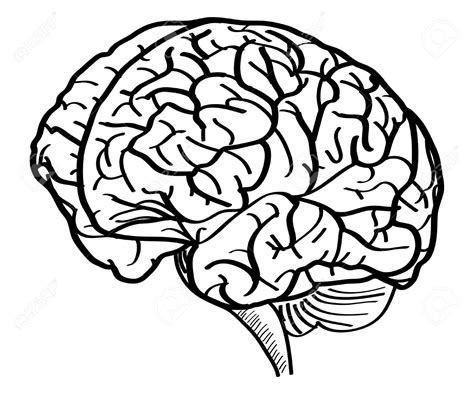 Simple Brain Drawing Free Download On Clipartmag