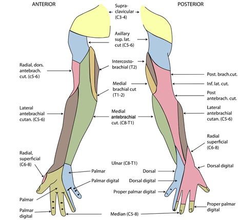 Forearm Anatomy Concise Medical Knowledge