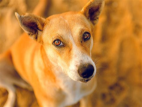 Indian Dog Breeds Name With Images Dog Bread