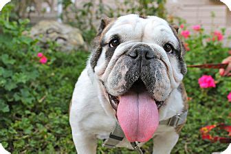 If and when we have a dog in that we believe to be a fit for you, we will contact you to set up a home visit. Los Angeles, CA - English Bulldog. Meet Rosie a Pet for ...