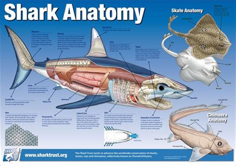 Great White Shark Anatomy Model Fish Anatomy Shark Facts Shark