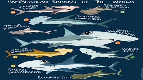 All Hammerhead Shark Species All Species List Youtube