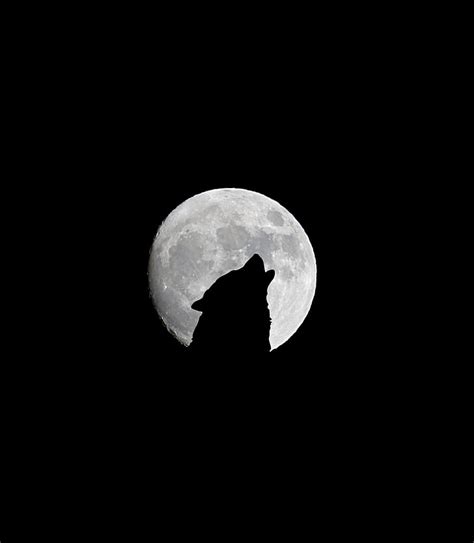 Hd Wallpaper Wolf And Full Moon Howl Bw Silhouette Night