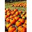 5 Family Fun Pumpkin Patches Around Vancouver  Novero Homes And