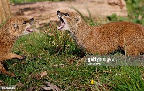 Mongoose Fight Photos And Premium High Res Pictures Getty Images