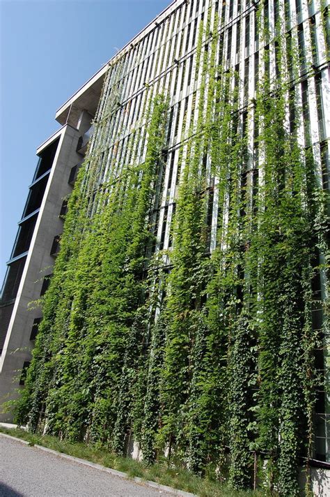 Vertical Green Wall Green Facade Green Wall Design Green Architecture