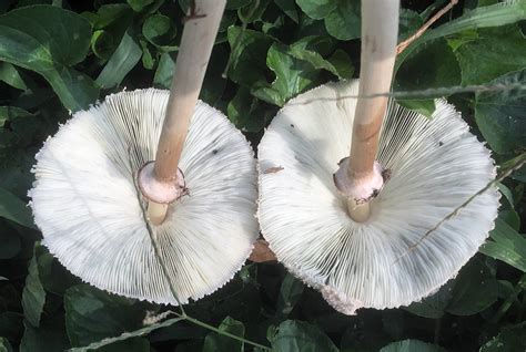 Norcross Ga Mushroons For Id Identifying Mushrooms Wild Mushroom