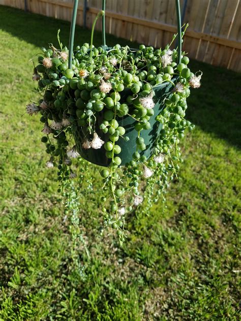 String Of Pearls And Flowers Rsucculents