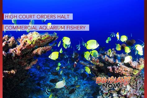 Hawai‘i Supreme Court Orders Halt Of Commercial Aquarium Fishery Big