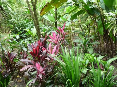 Tropical Plants And Central Texas Central Texas Gardening