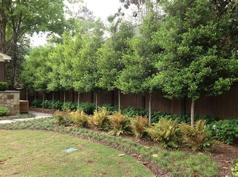 115 Amazing Ideas To Make Fence With Evergreen Plants Landscaping