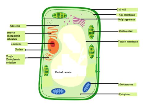 • plant and animal cells both have all of the following except… Answered: Draw a typical plant cell and label the… | bartleby