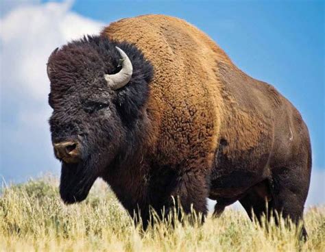 North American Buffalo Extinct Became Extinct When There Were Only