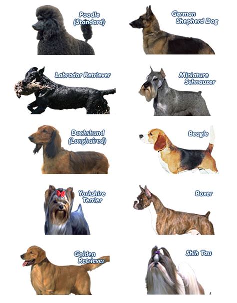 Породы Собак Фото И Название По Алфавиту Telegraph