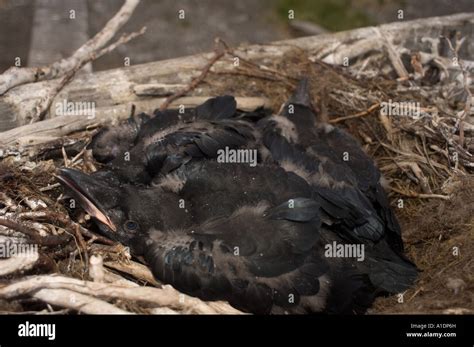 Common Raven Nest Stock Photos And Common Raven Nest Stock Images Alamy