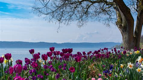 Das schicksal von inge lechner geht ihr besonders nahe: Frühling am Bodensee Foto & Bild | landschaft, bach, fluss ...