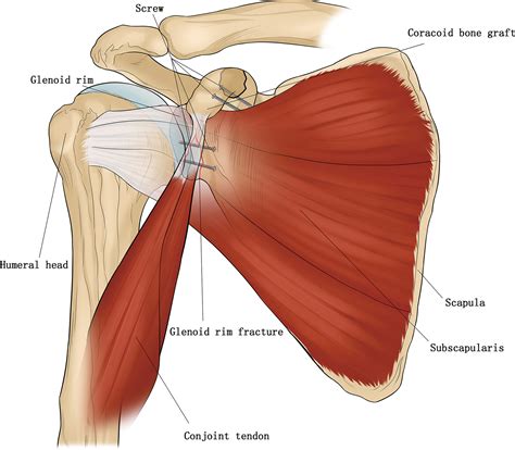 Conjoined Tendon Shoulder Anatomy The Shoulder Trans Pectoralis