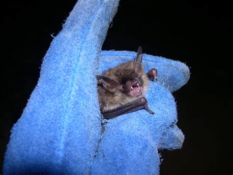 Northern Long Eared Bat Myotis Septentrionalis North Carolina Bat Working Group