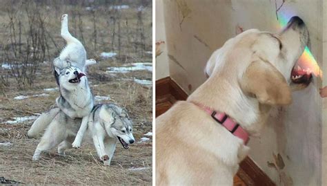 18 Dog Fails That Are So Funny Youll Feel Bad For Laughing