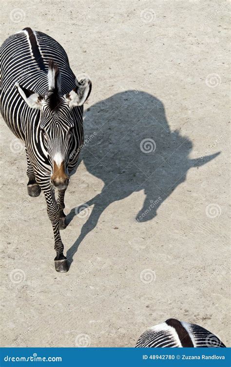 Zebra Stock Photo Image Of Shadow Sunny Outdoor Mammal 48942780