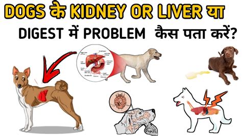Symptoms Of Liver Disease In Dogs Dog Disease Symptoms Dog