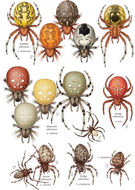 House California Spiders Identification Chart Deana Allman