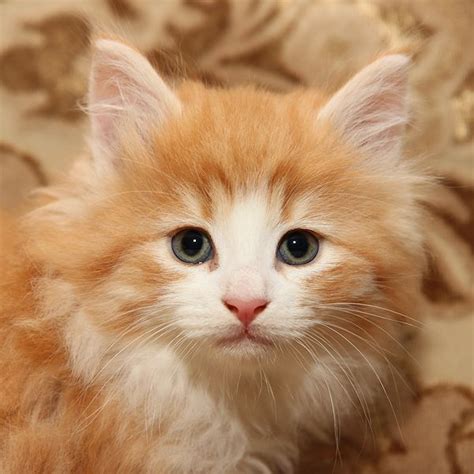 Borealis Morris Kittens Cutest Norwegian Forest Cat