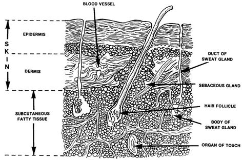 Accessory structures, hair, glands, and nails, are found associated with the skin. 1-2. LAYERS OF SKIN